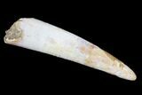 Pterosaur (Siroccopteryx) Tooth - Morocco #93162-1